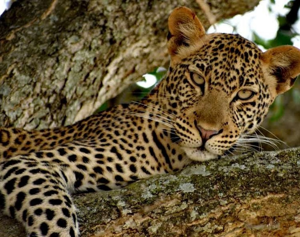 Leopard one of Africa's Big 5 wildlife - Nandi Adventures