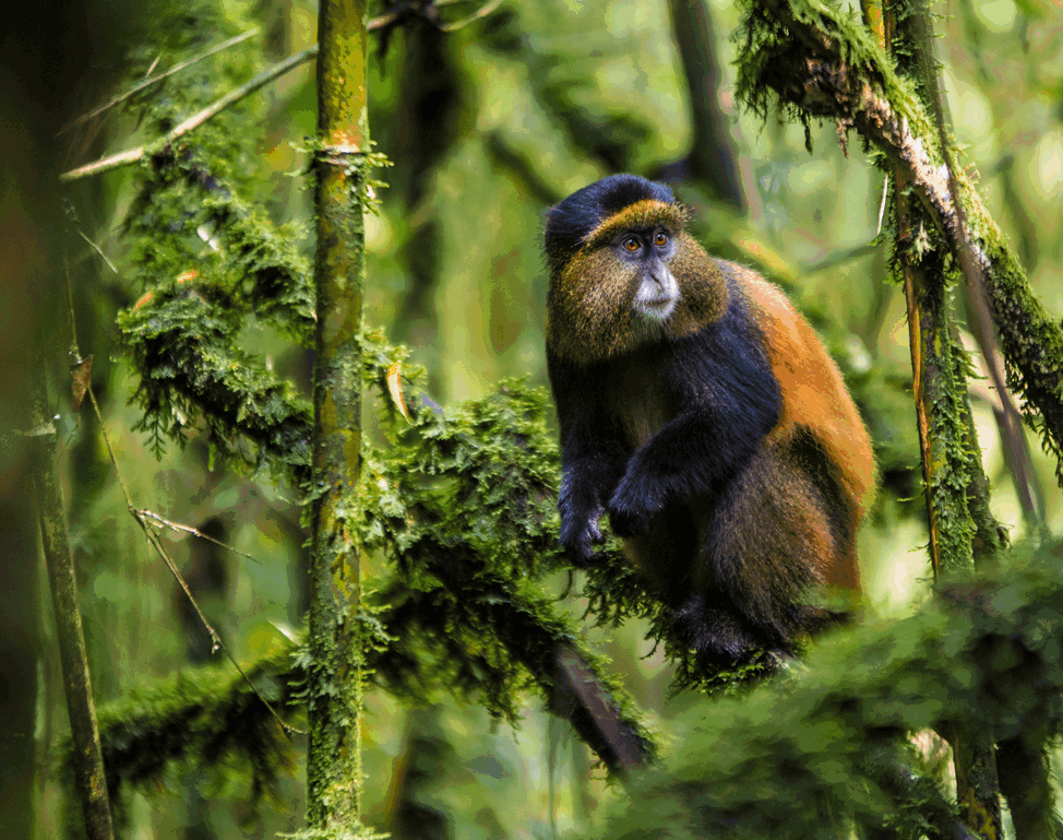 Golden monkey in mgahinga gorilla national park in Uganda - Nandi Adventures for your safaris and tours