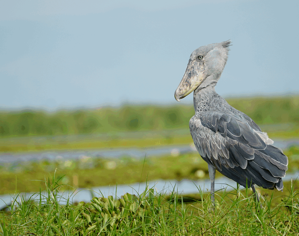 birding safari: shoebill stork one of the iconic birds on a Uganda birdwatching safari - Nandi Adventures