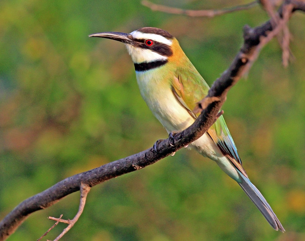 Uganda birding safari: White-throated_bee-eater_female- Nandi Adventures