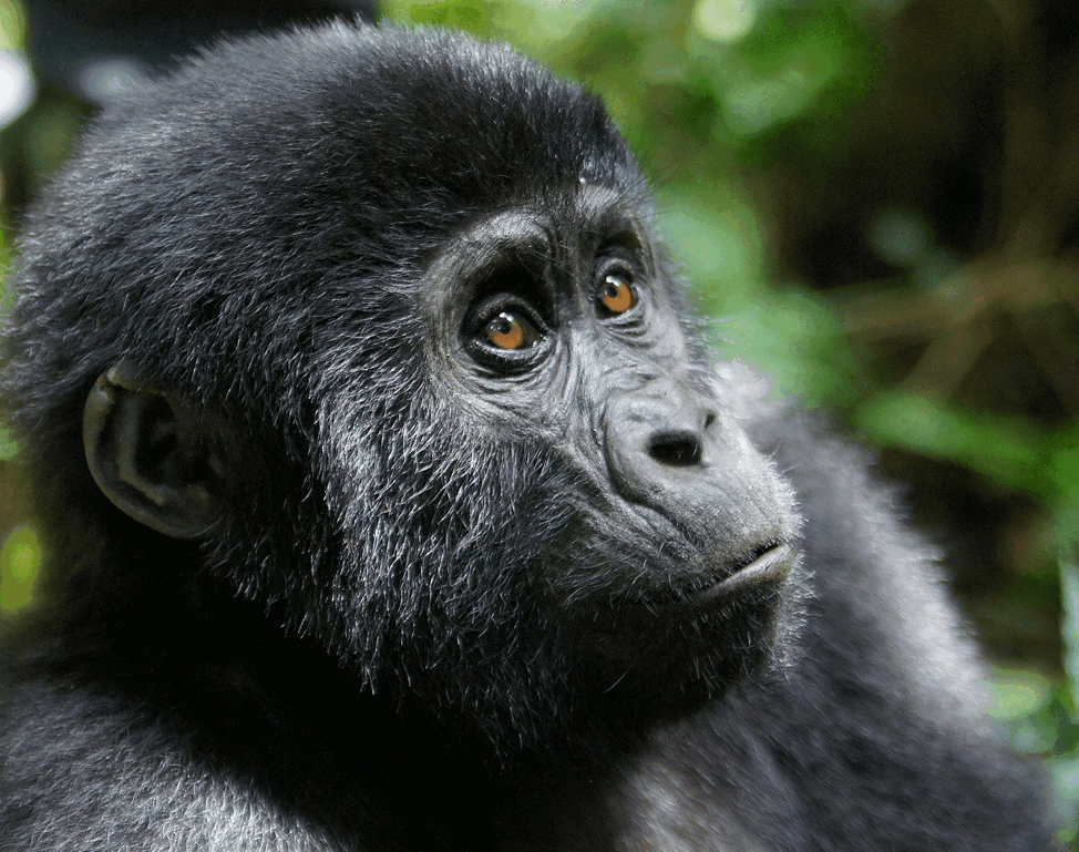 gorillas are some of the main primates found in Uganda