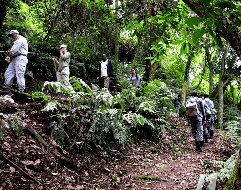 Gorilla Trekking: Visitors on a gorilla trekking safari in Bwindi Impenetrable National Park - Nandi Adventures