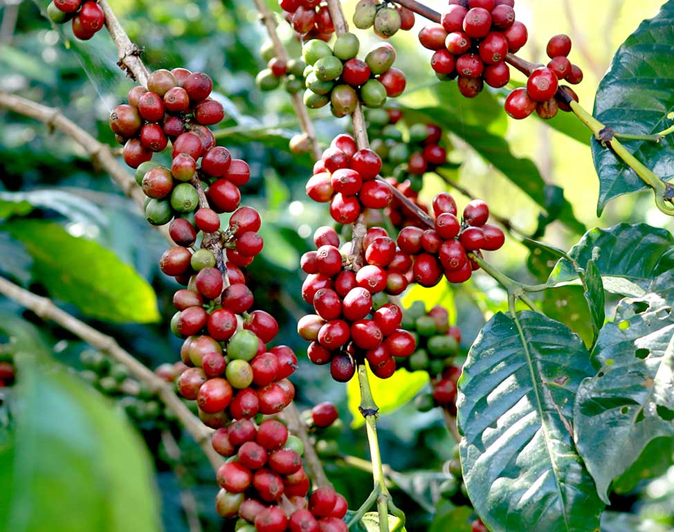 ripe coffee berries on a tree to experience on coffee safari with Nandi Adventures