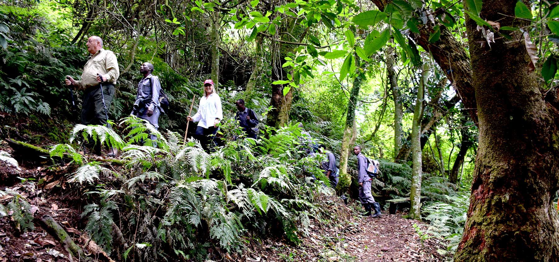 gorilla trekking in Bwindi Impenetrable National Park, Uganda - Nandi Adventures