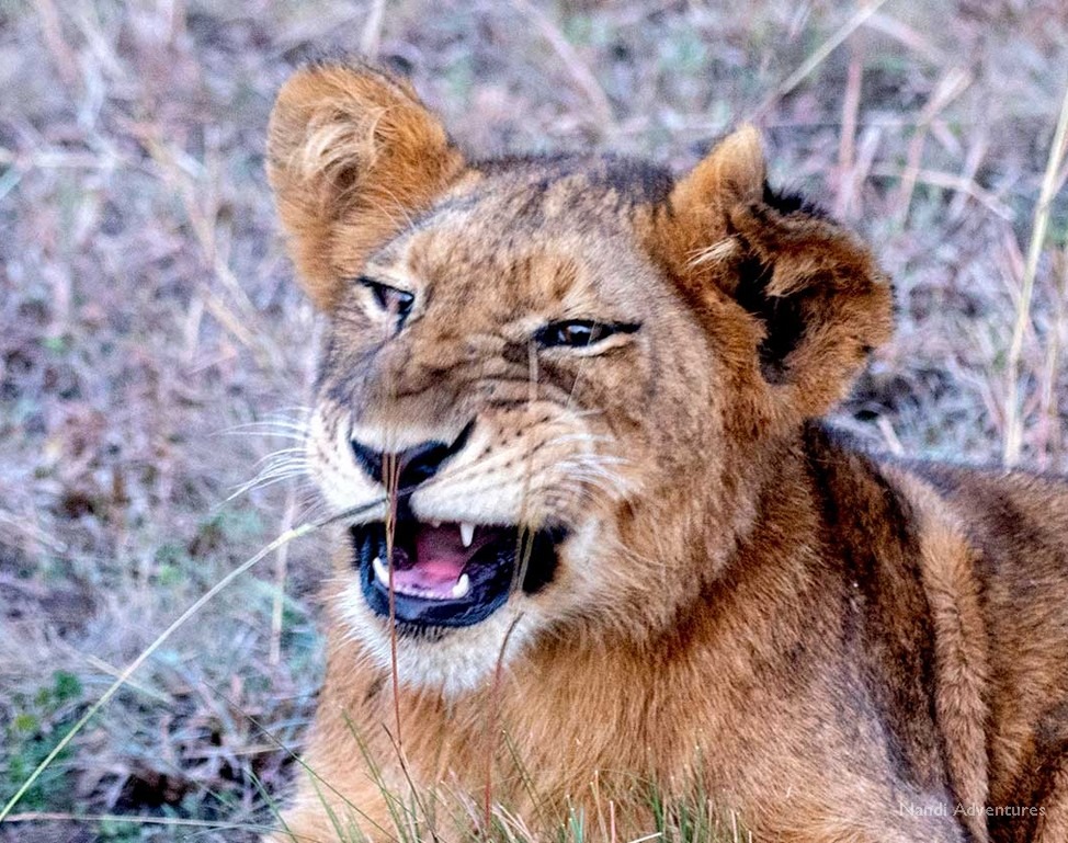 lion-cub-growls- Uganda adventure safari - Nandi-Adventures.jpg