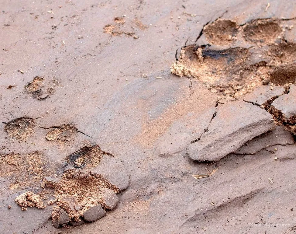 Lion pawprints you may see on a walking safari with Nandi Adventures