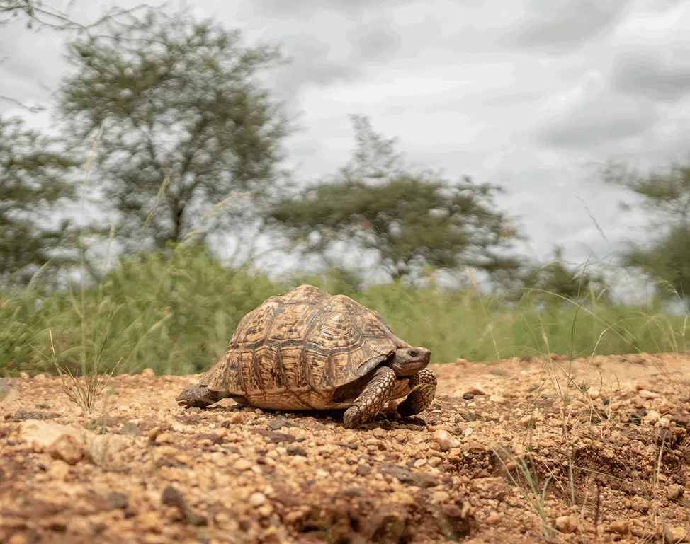 Tortoise: A walking safari with Nandi Adventures offers a unique, immersive way to experience Uganda’s wildlife up close. You will observe wildlife upclose, take stunning photos and appreciate the subtle details of the park's flora and fauna.