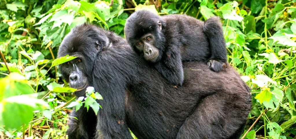 A baby mountain gorilla holding onto its mother's back in the thick forest of Bwindi Impenetrable National Park in Uganda - Nandi Adventures