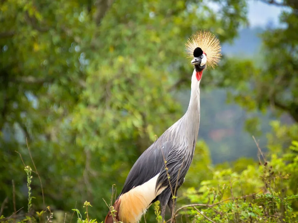 Beautiful birds like the grey african crowned crane make Uganda a premier birding destination - Nandi Adventures