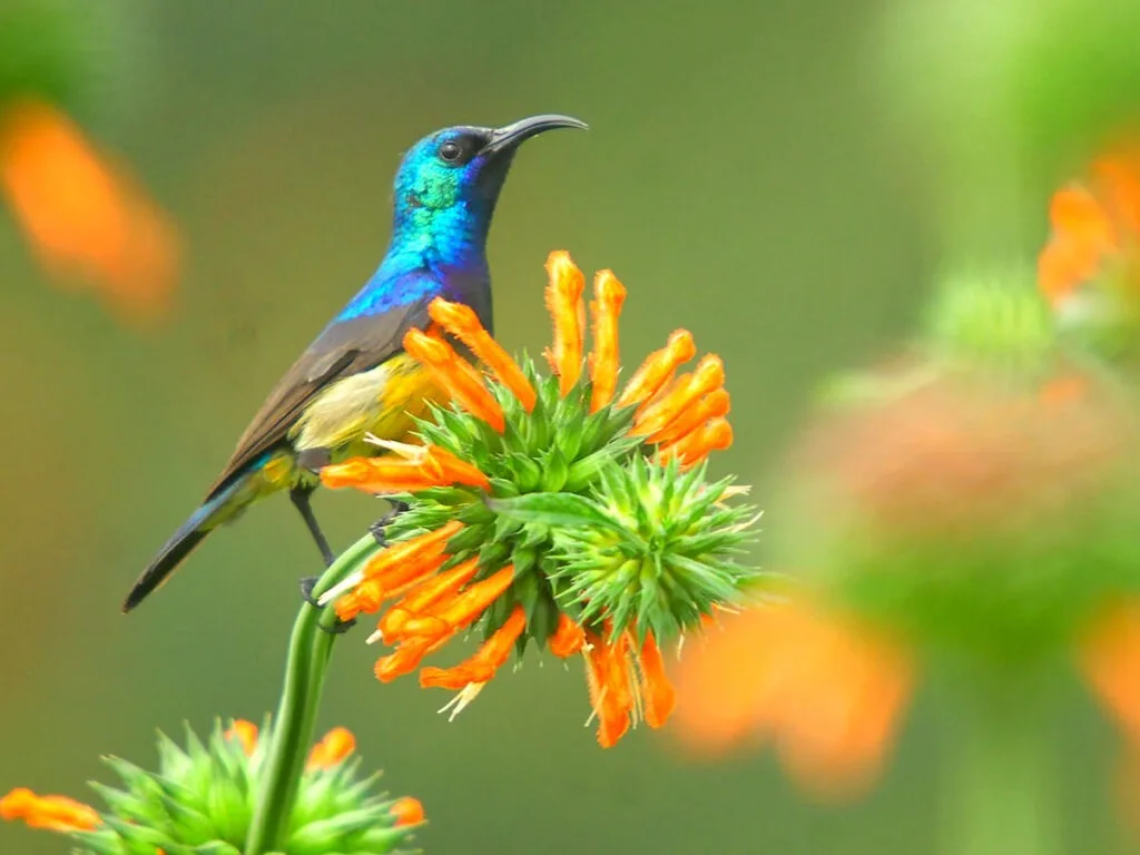 The variable sunbird - Uganda birding safari - birdwatching destination - Nandi Adventures