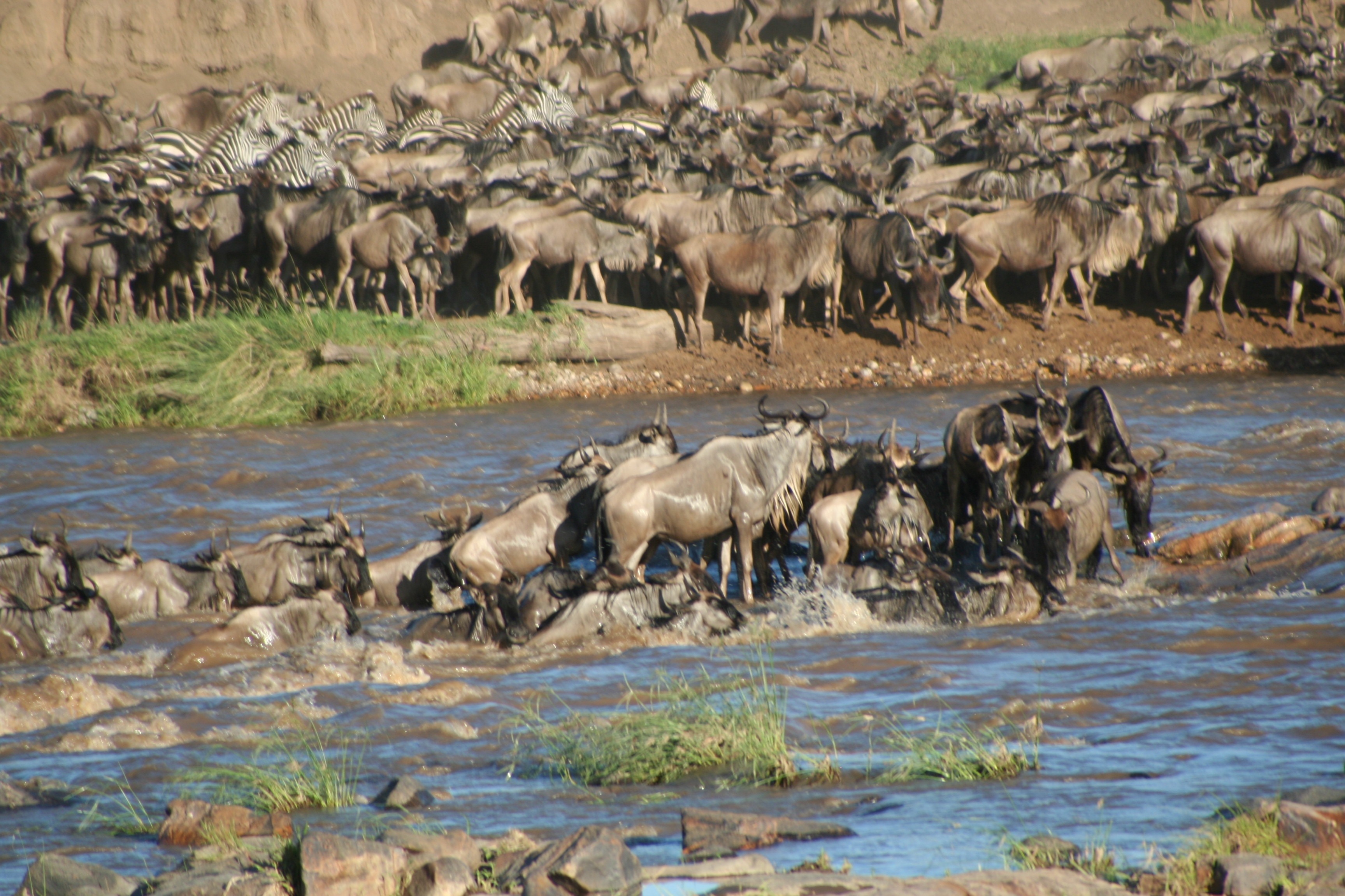 Safari destinations -Wildebeest_crossing_river_-_Stefan_Swanepoel - Kenya and Tanzania by Nandi Adventures