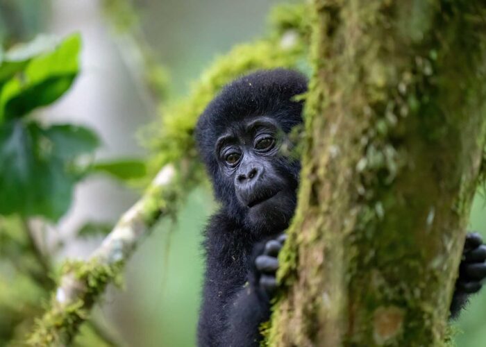 A juvenile mountain gorilla in Bwindi Impenetrable National Park. Almost everything about the mountain gorilla population growth is a conservation success story in Uganda - Nandi Adventures