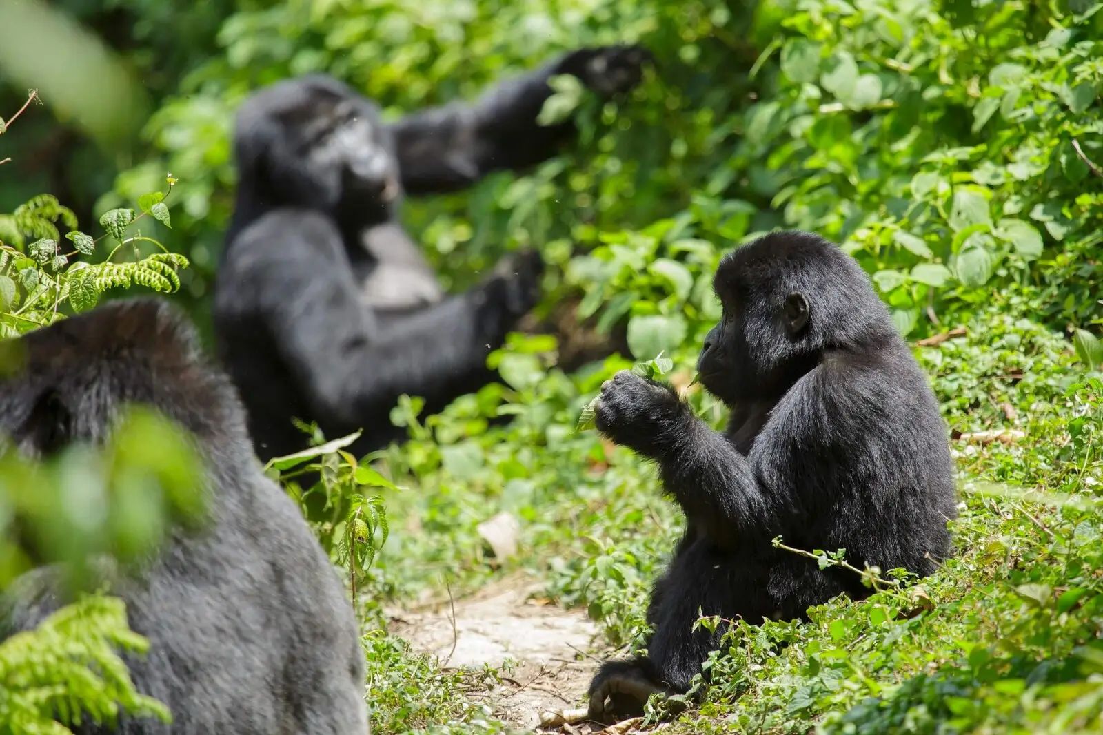 A family of mountain gorillas in the wild - Safari destinations Uganda and Rwanda by Nandi Adventures