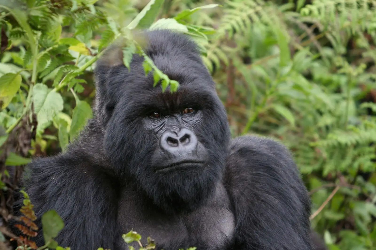 mountain gorilla silverback - safari destination Uganda and Rwanda