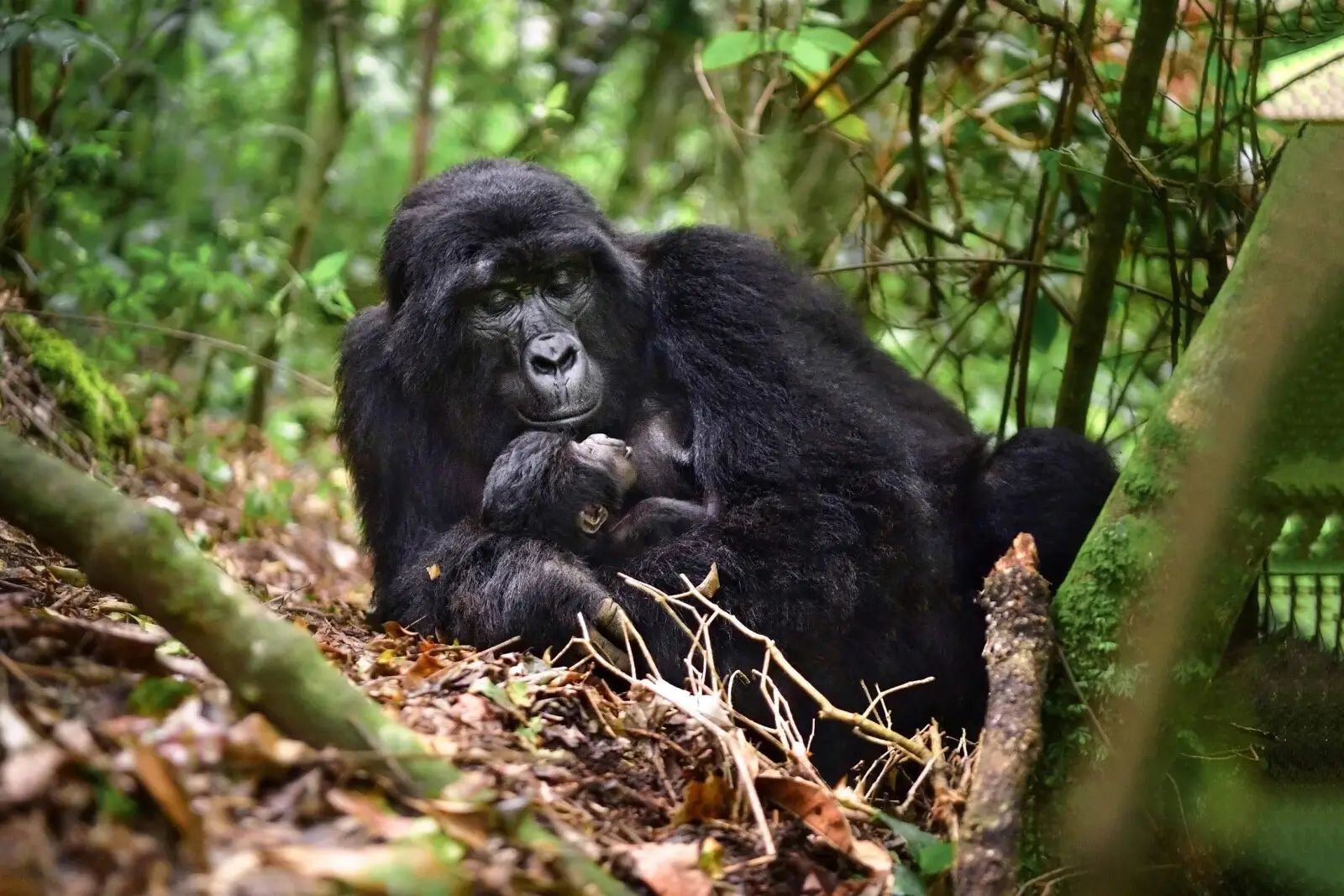 mountain gorilla mother with young in the forest - safari destination Uganda and Rwanda by Nandi Adventures