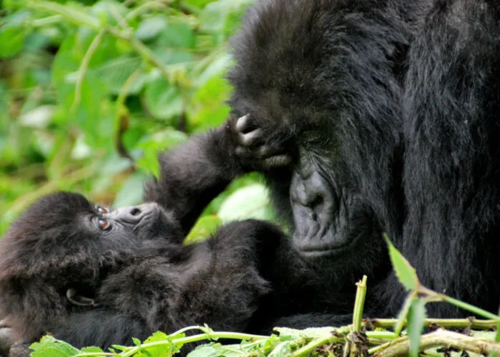 Uganda-Rwanda adventure : baby mountain gorilla plays with its mother - Nandi Adventures