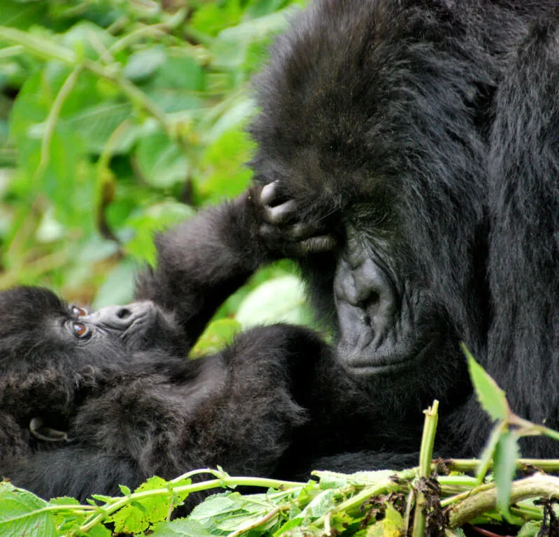 Uganda-Rwanda adventure : baby mountain gorilla plays with its mother - Nandi Adventures