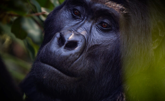 Mountain gorilla silverback in Bwindi - Book your Gorilla trekking trip with Nandi Adventures