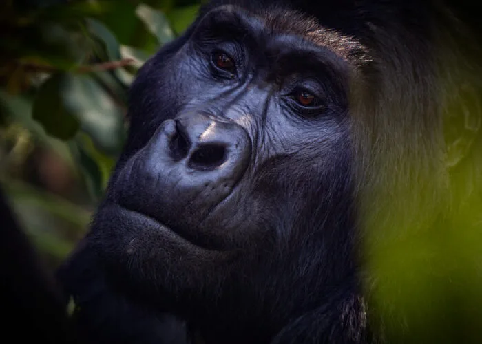 Mountain gorilla silverback in Bwindi - Book your Gorilla trekking trip with Nandi Adventures