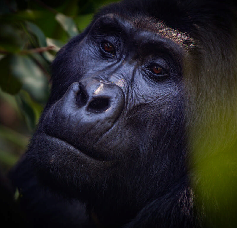 Mountain gorilla silverback in Bwindi - Book your Gorilla trekking trip with Nandi Adventures