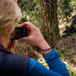 A tourist photographing gorillas with the Rushegura group in Bwindi Impenetrable National Park. This group was one of the first in the area habituated for gorilla trekking tourism. Get a free price quote for gorilla trekking safari with Nandi Adventures