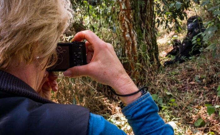 A tourist photographing gorillas with the Rushegura group in Bwindi Impenetrable National Park. This group was one of the first in the area habituated for gorilla trekking tourism. Get a free price quote for gorilla trekking safari with Nandi Adventures