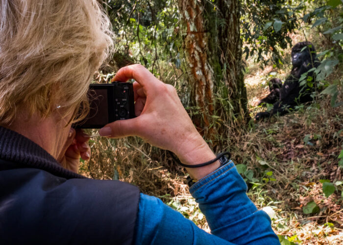 A tourist photographing gorillas with the Rushegura group in Bwindi Impenetrable National Park. This group was one of the first in the area habituated for gorilla trekking tourism. Get a free price quote for gorilla trekking safari with Nandi Adventures