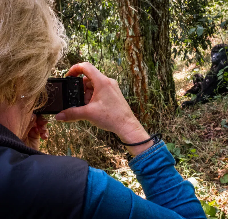 A tourist photographing gorillas with the Rushegura group in Bwindi Impenetrable National Park. This group was one of the first in the area habituated for gorilla trekking tourism. Get a free price quote for gorilla trekking safari with Nandi Adventures