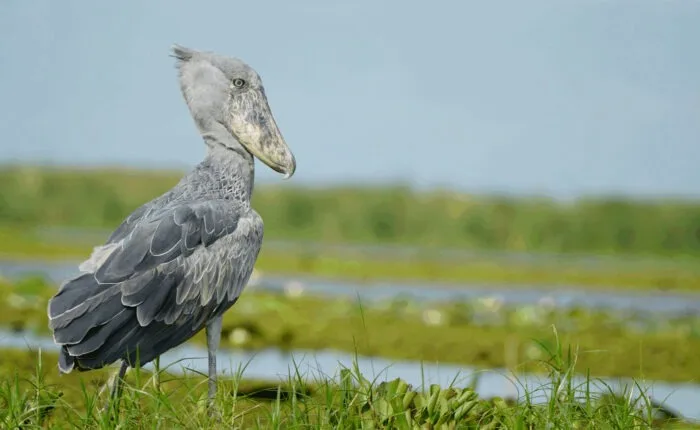 The shoebill stork is one of the iconic bird species to look out for on a Uganda birding safari - Nandi Adventures