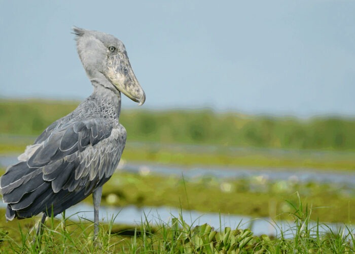 The shoebill stork is one of the iconic bird species to look out for on a Uganda birding safari - Nandi Adventures