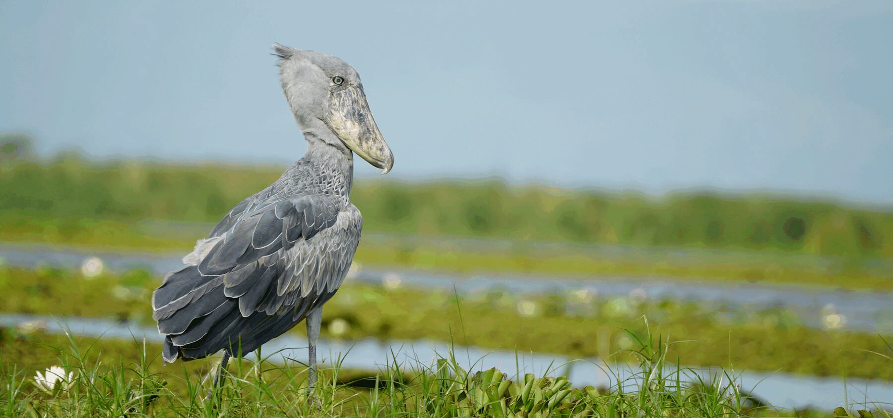 The shoebill stork is one of the iconic bird species to look out for on a Uganda birding safari - Nandi Adventures