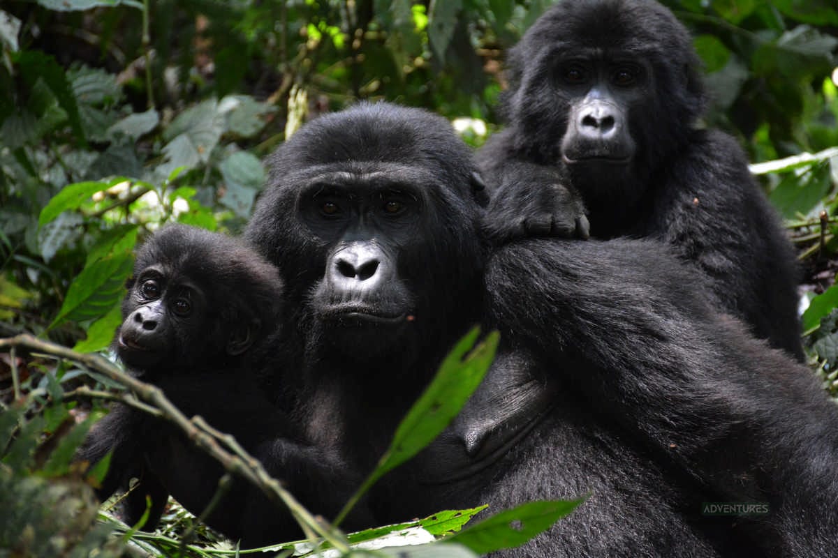 Gorilla Trekking Just Got Better: 24 Gorilla Families Await You in Uganda 1 A family mountain gorilla with her young ones in Bwindi, Uganda - Nandi Adventures